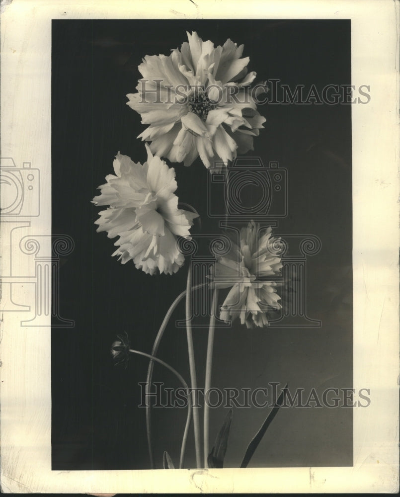1955 Perennial Flower - Historic Images