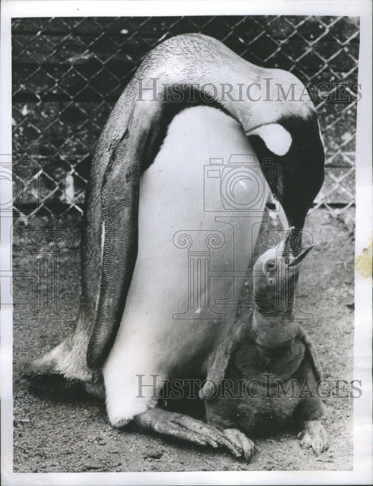1955 London Zoo Sally Dark Coat White - Historic Images