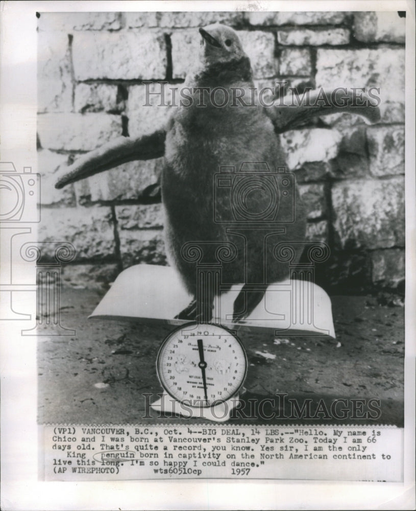 1957 Penguin Group Aquatic Bird Life Wings - Historic Images