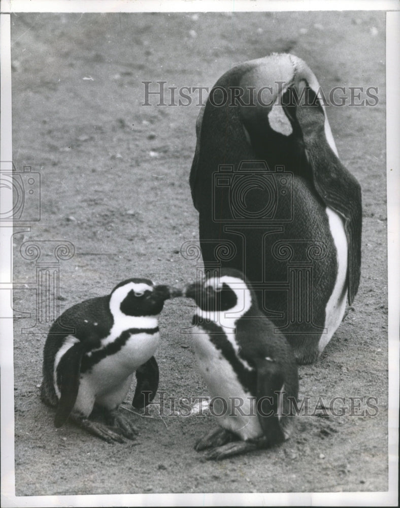 1955 The King Penguin London Zoo Neck Bea - Historic Images