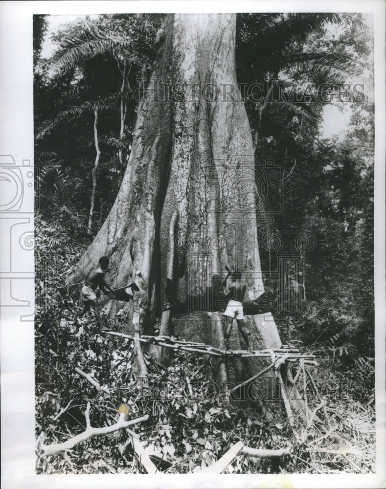 1956 Leopoldville Belgian Congo Axes Trees - Historic Images