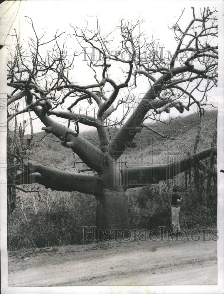 1955 Kapok Tree Cotton Fibre Silky Wool - Historic Images