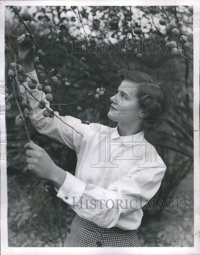 1953 Persimmon Tree Hobart Palos Park - Historic Images