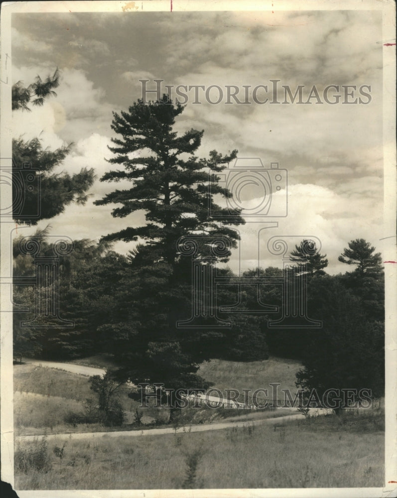 1972 Trunk Clear Branch Plant Apical Tree - Historic Images