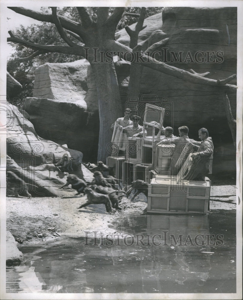 1952 Brookfield Zoo Monkeys Chicago Illinoi - Historic Images