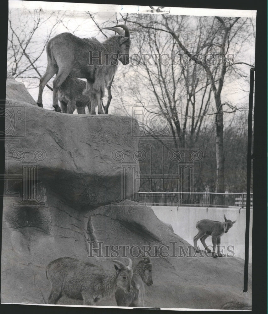 1959 Brookfield Zoo - Historic Images