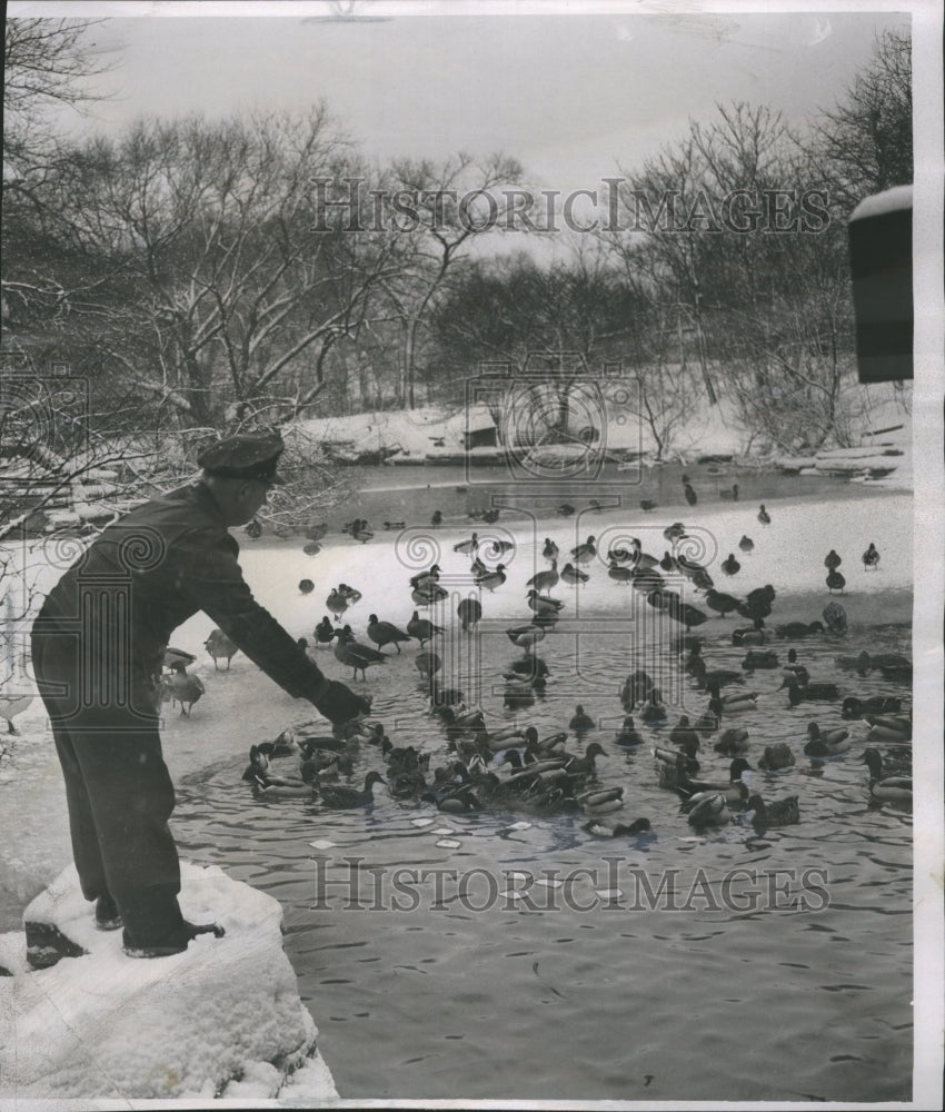1955 John P.Kubacki Duck Animal Zoo Rookery - Historic Images