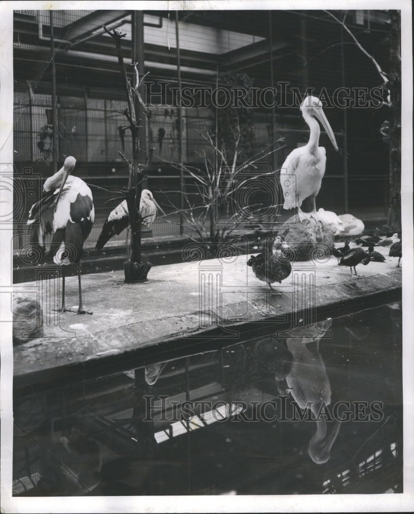 1952 Lincoln Park Zoo - Historic Images