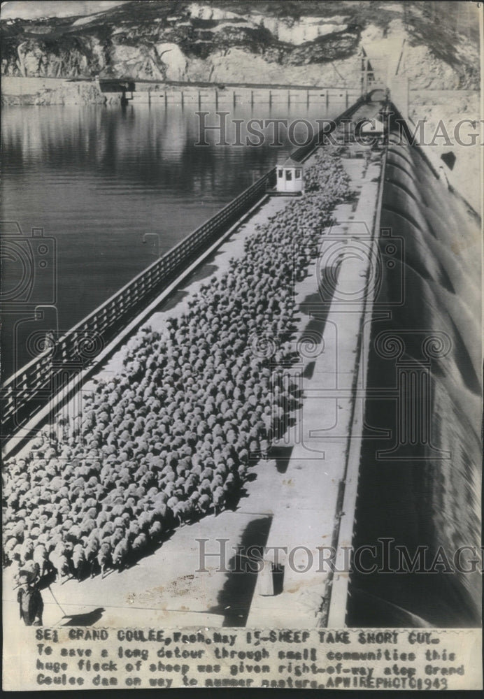 1943 Flock of sheep take a shortcut - Historic Images