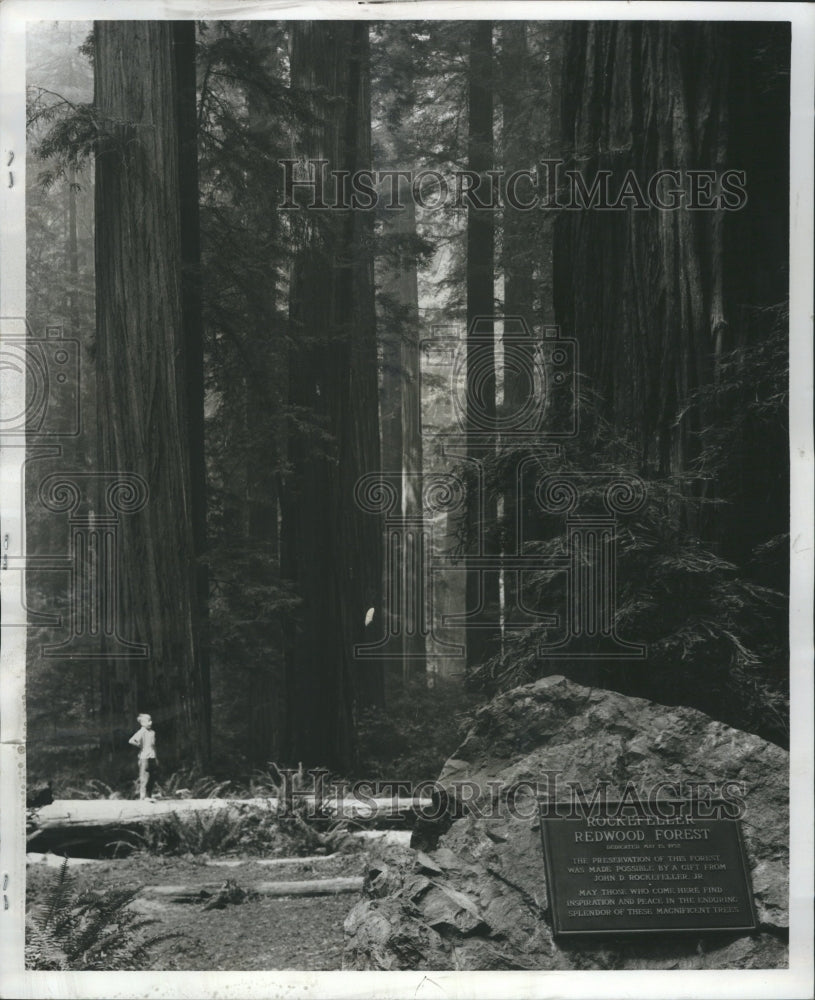 1973 Press Photo Great Redwood Empire Bull Creek Forest - Historic Images