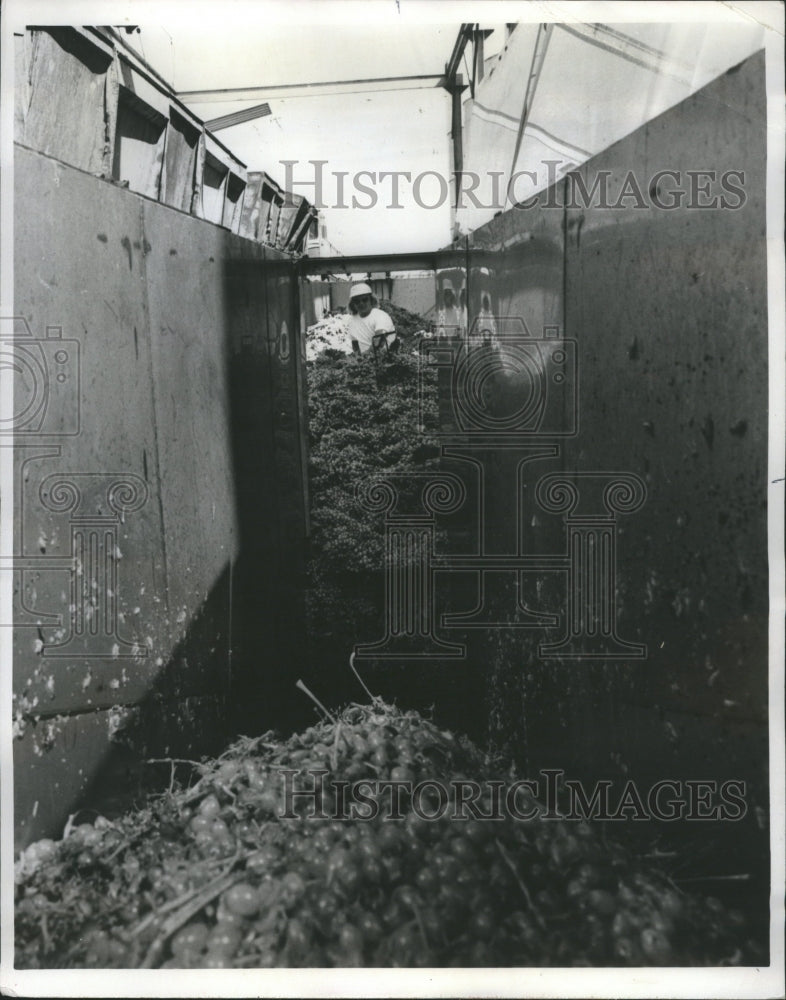 1978 California Grape Harvest Worker Gather - Historic Images