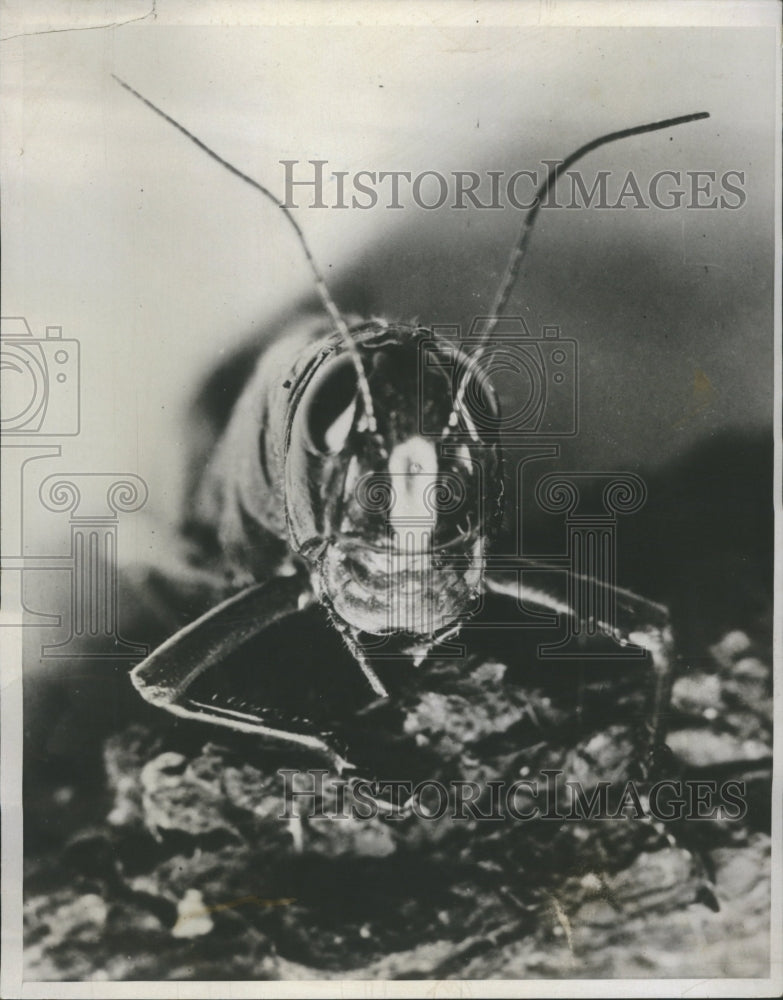 1937 Grasshoppers Farming Harvest Problems - Historic Images