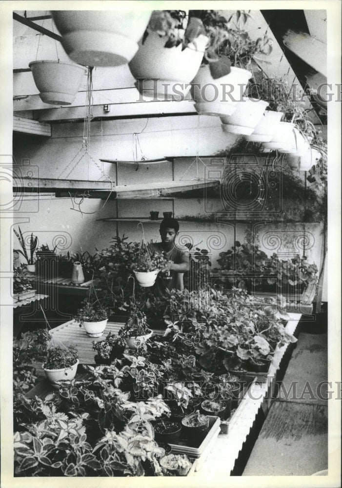 1981 Solar Greenhouse worker Reginald Smith - Historic Images