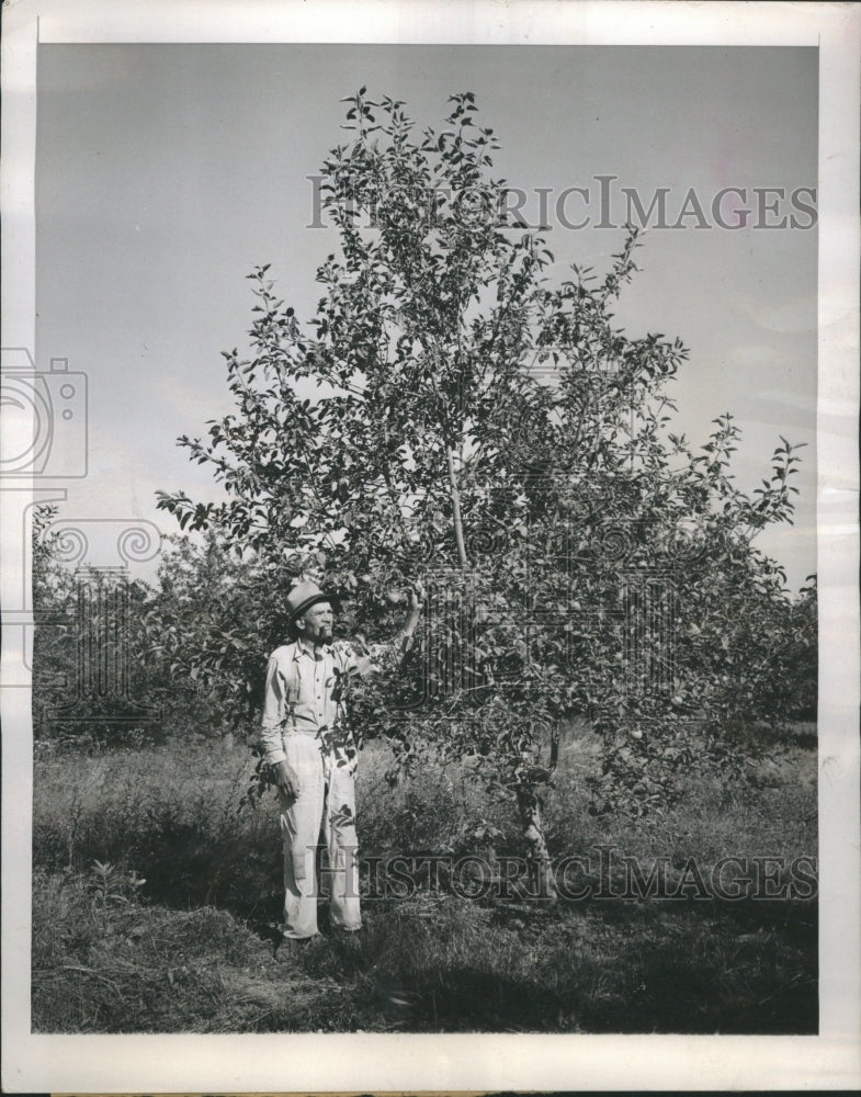 1945 Press Photo Unique Apple Tree Rosedale G.W.Wieneke - Historic Images