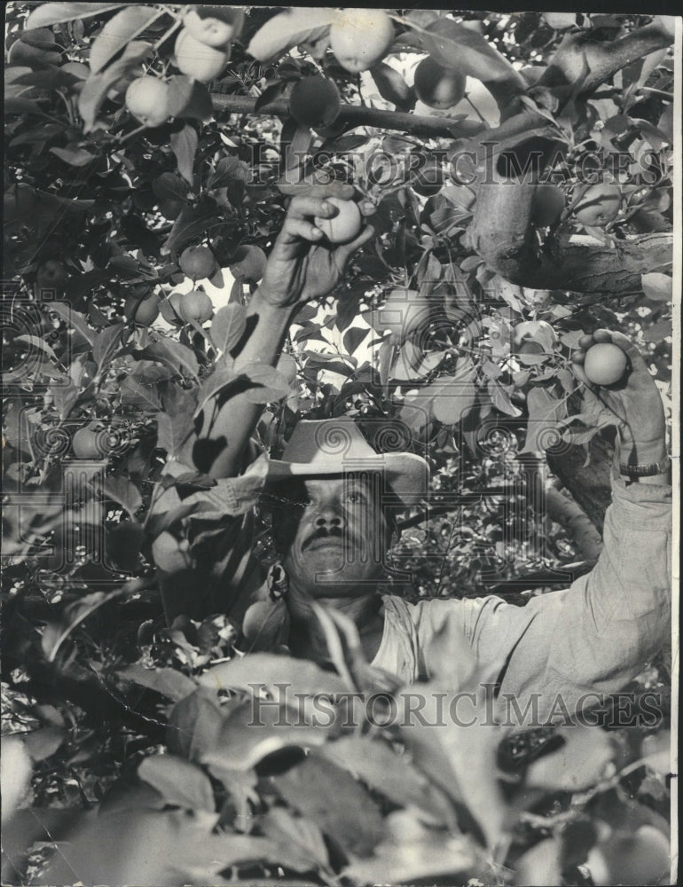 1966 Apple Bell&#39;s Mossley Hill Garden fruit - Historic Images