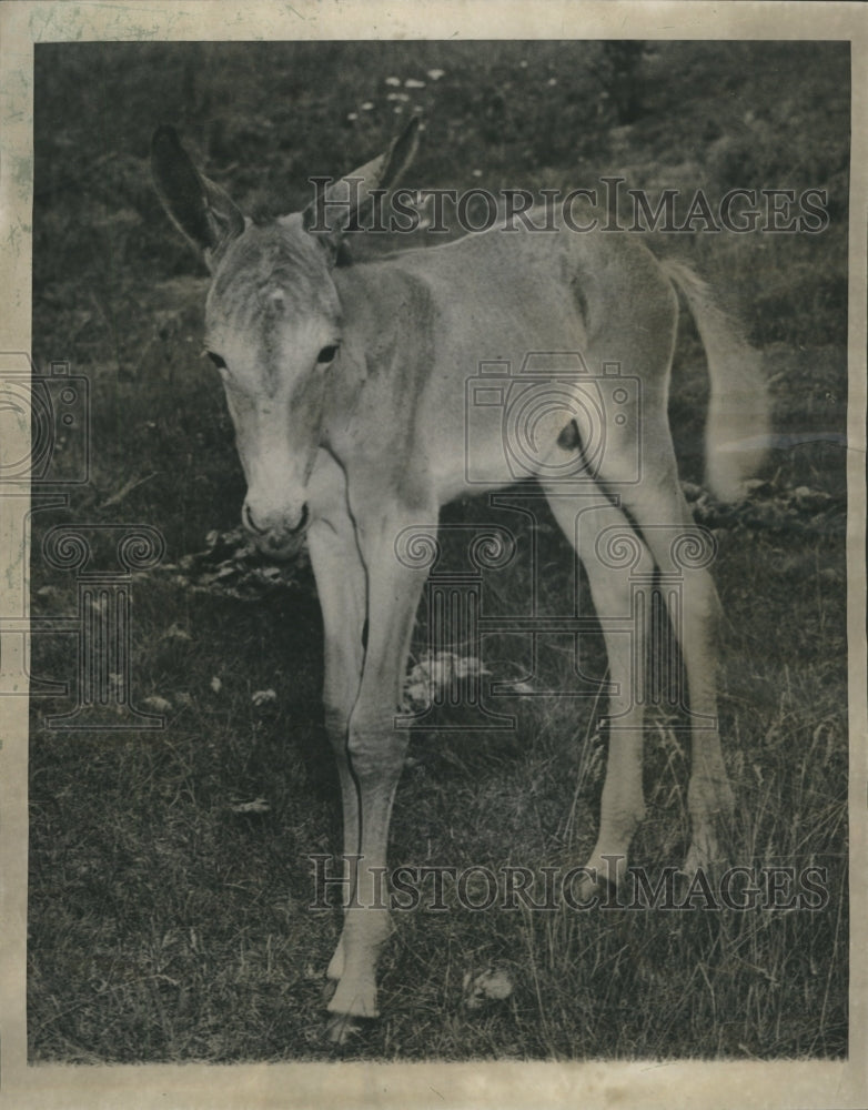 1950 Strange Animal - Historic Images
