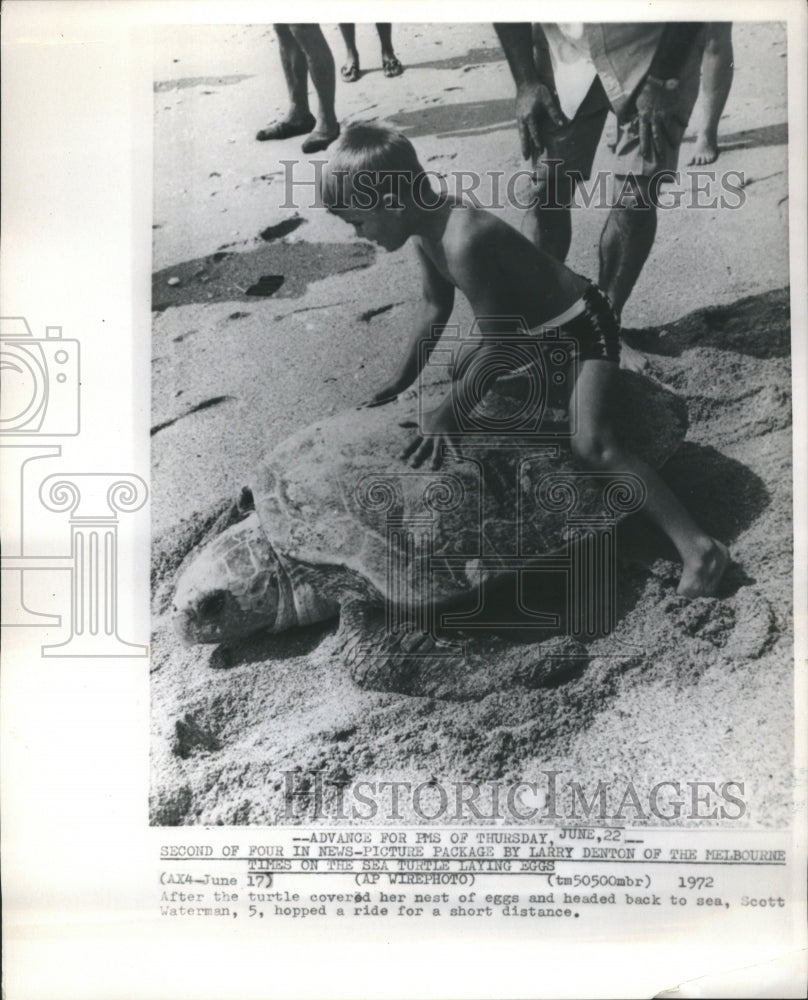 1972 Scott Waterman Turtle Eggs Sea - Historic Images