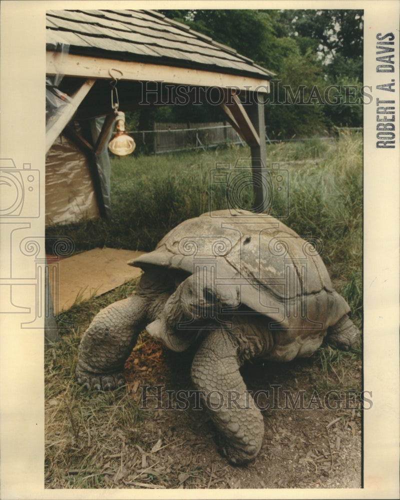 1982 Tortoise Indian Ocean Island Brookfiel - Historic Images