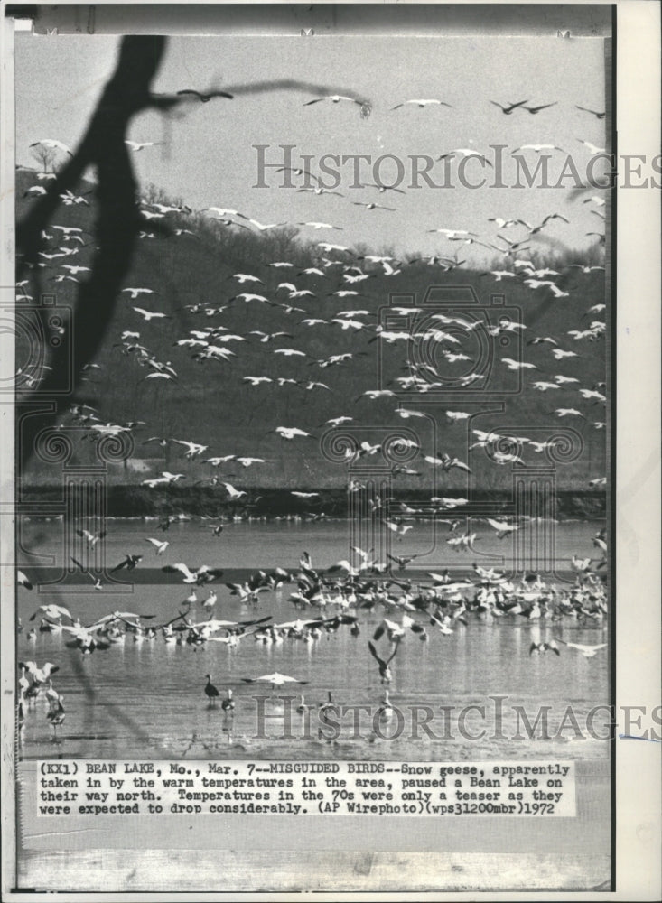 1972 Snow Geese - Historic Images