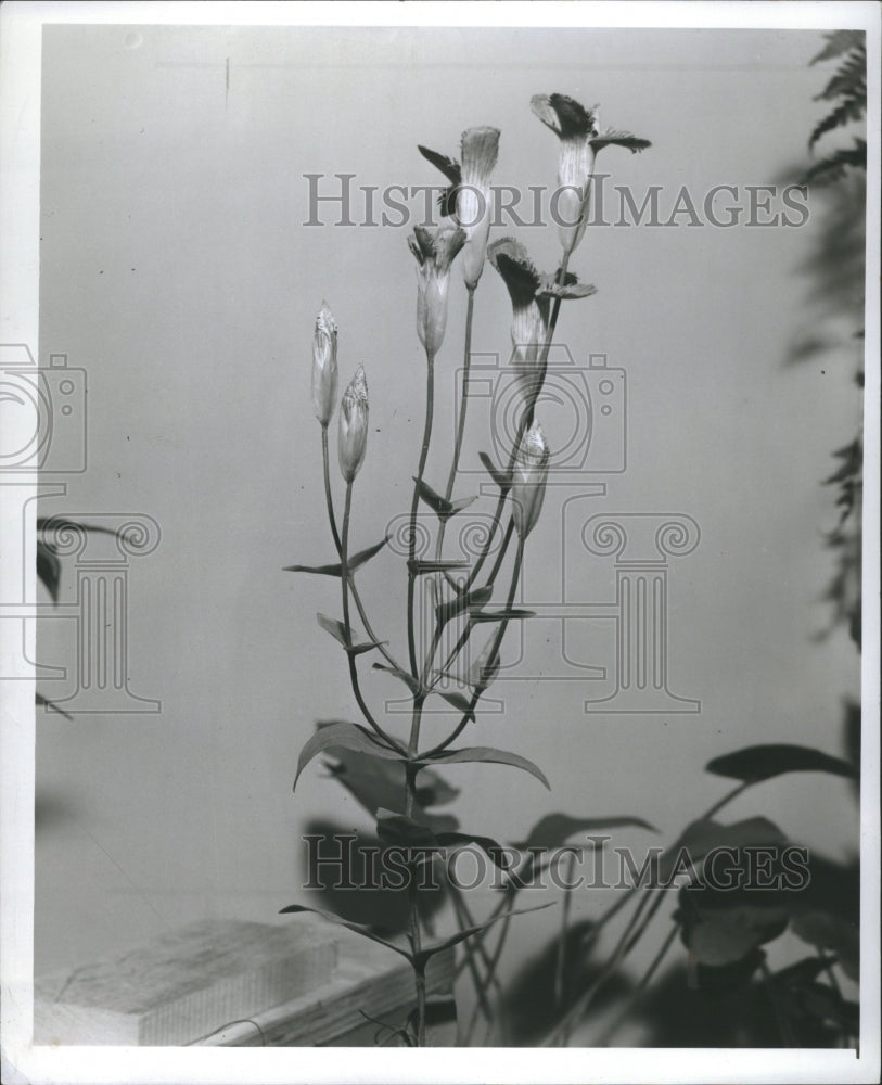 1942 Gentian flower  - Historic Images