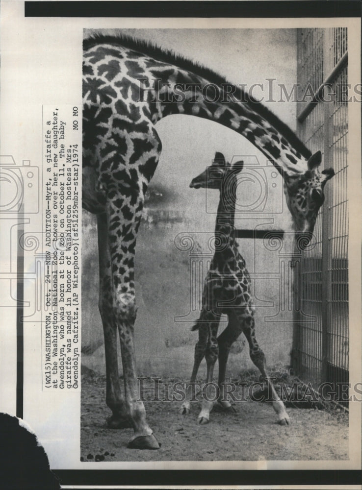 1974 Washington National Zoo Giraffe Cafrit - Historic Images