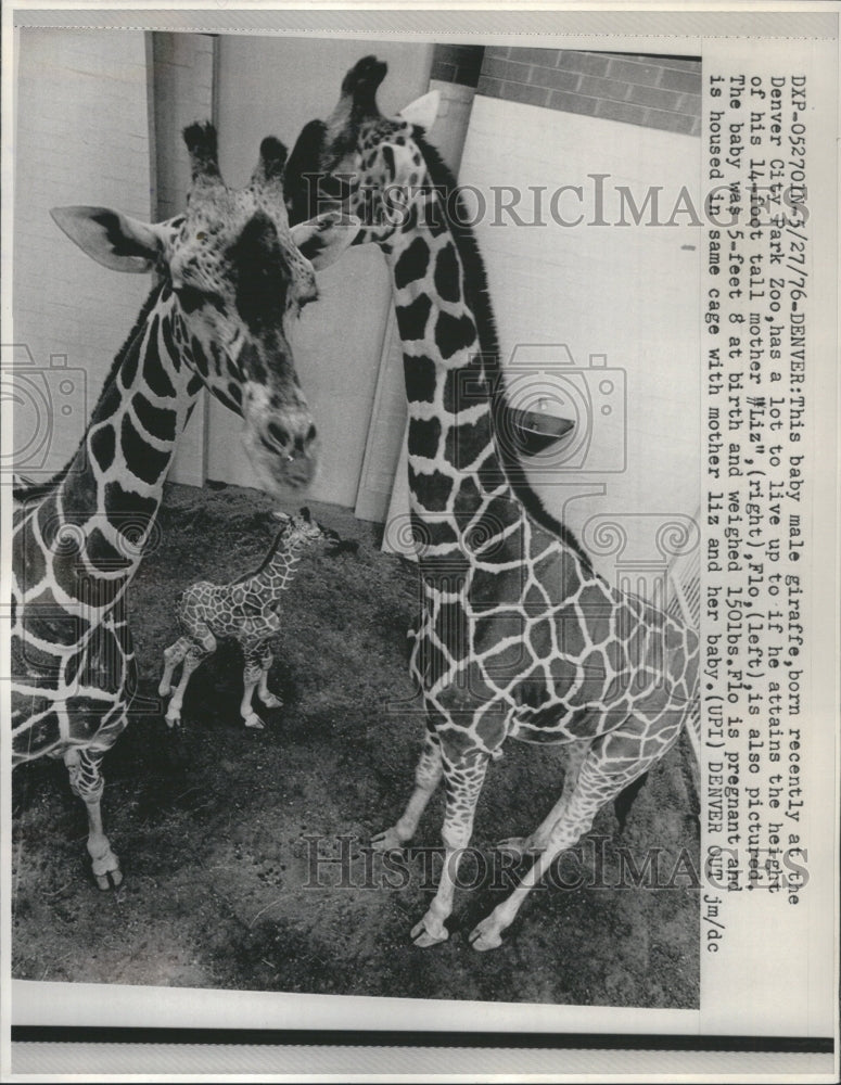 1979 Giraffe Denver City Park Zoo  - Historic Images