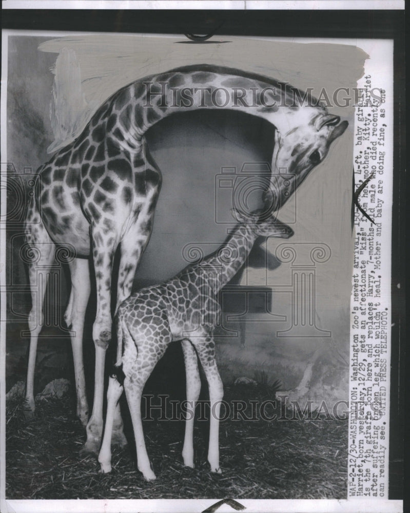 1952 Mother Giraffe Kissing Baby Giraffe - Historic Images