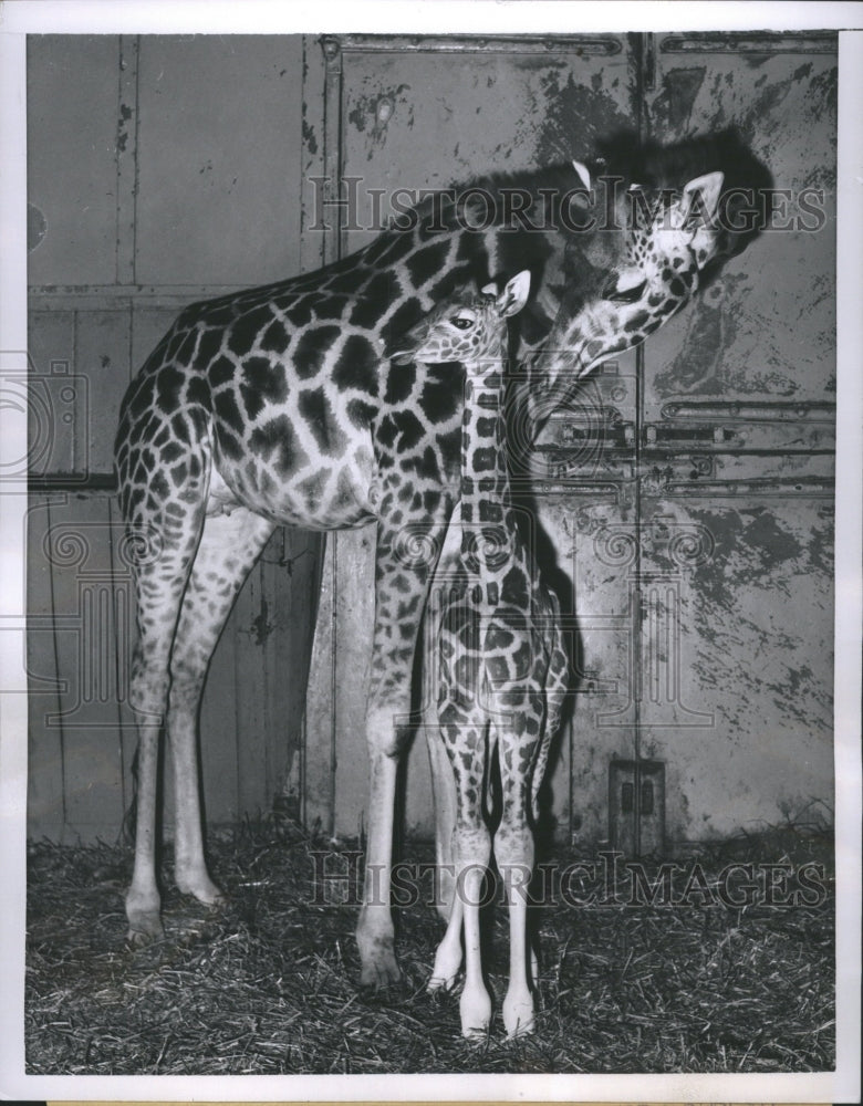 1956 Press Photo Mother and child Giraffe. - Historic Images