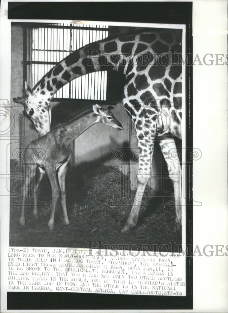 1972 of Giraffes - Historic Images