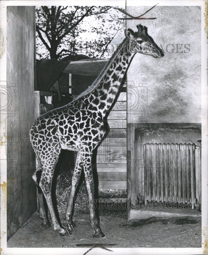 1945 Giraffe - Historic Images