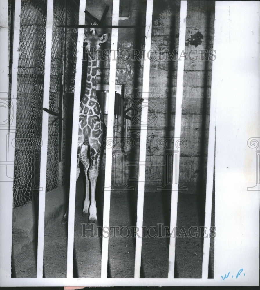 1977 Baby Giraffe in captivity - Historic Images