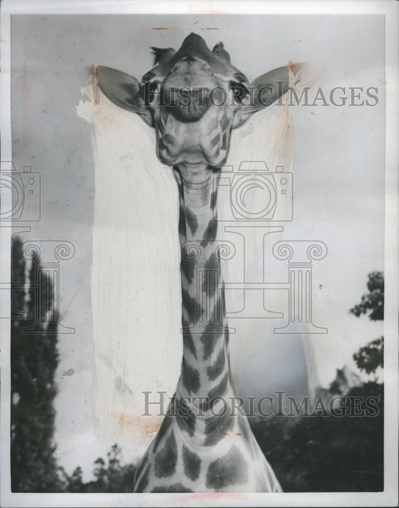 1957 Giraffe - Historic Images