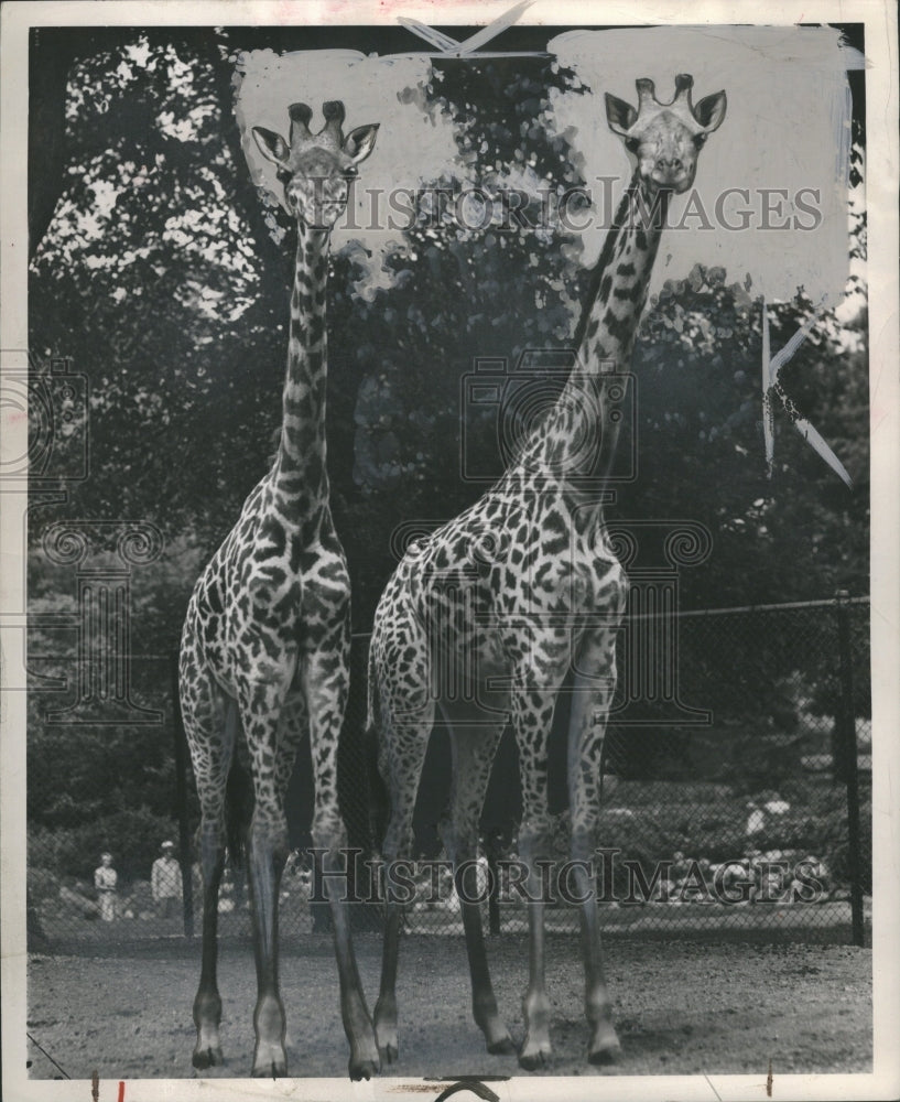 1948 Giraffe - Historic Images