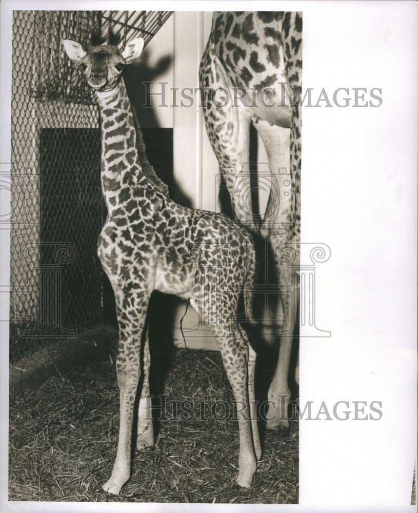 1955 Baby Giraffe - Historic Images