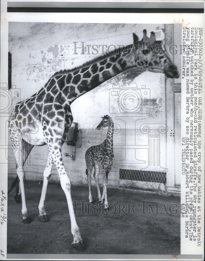 1969 Mother and child giraffe at Detroit Zo - Historic Images