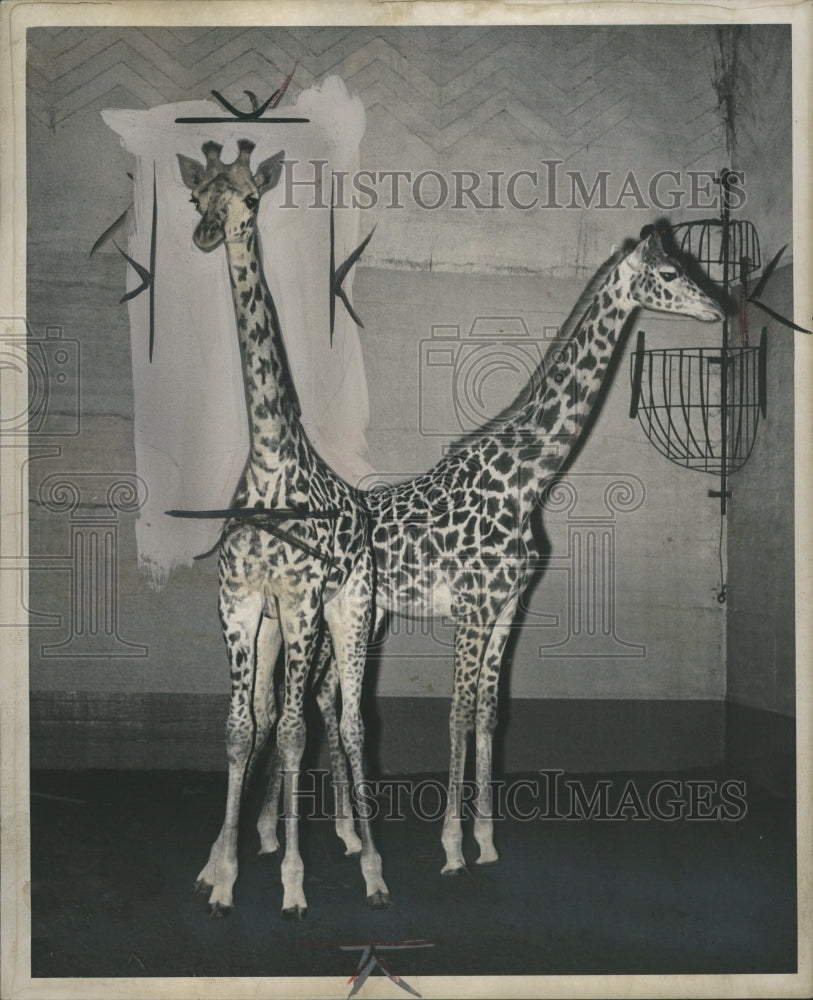 1947 Giraffes - Historic Images