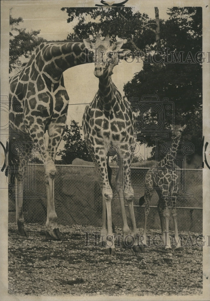1967 Family of giraffe - Historic Images