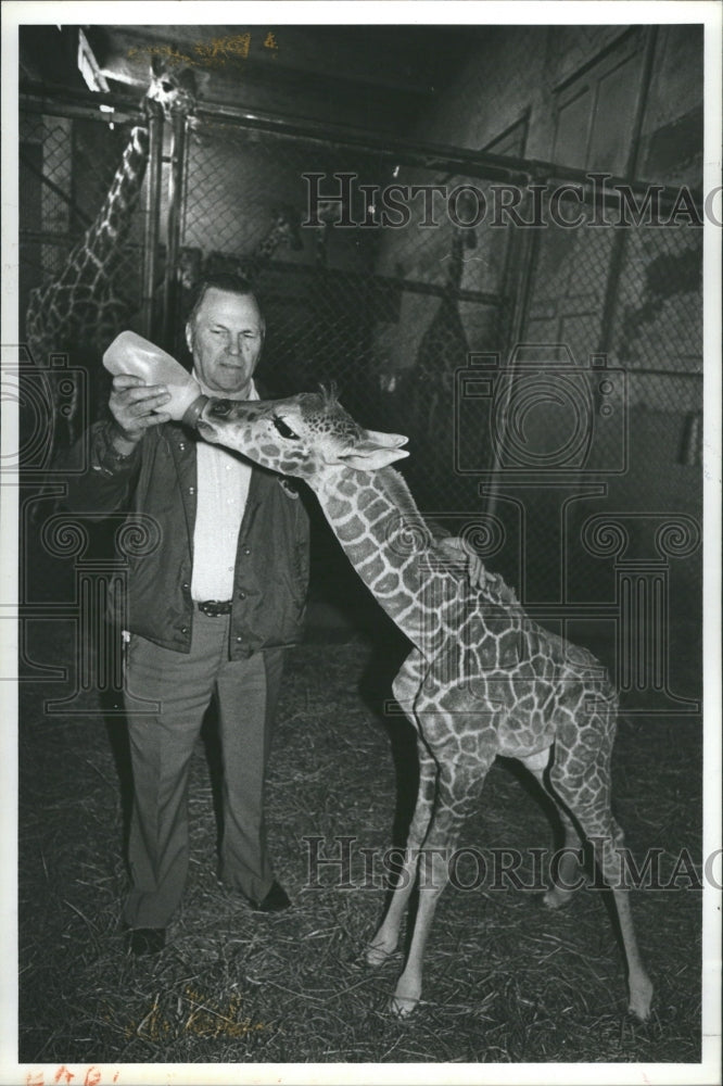 1981 Giraffes - Historic Images