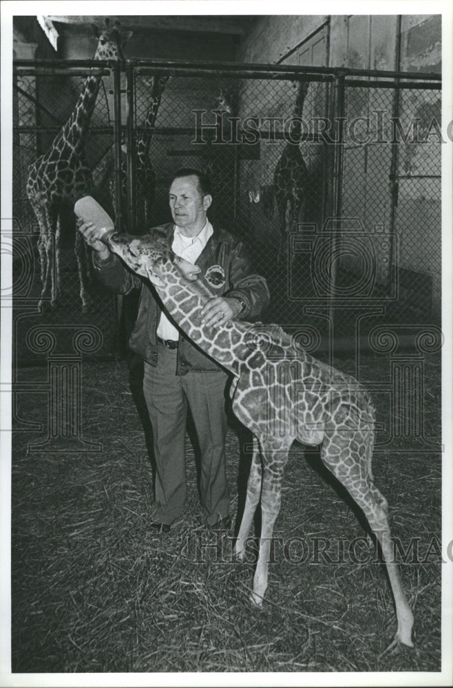 1981 Baby Giraffe Being Fed - Historic Images