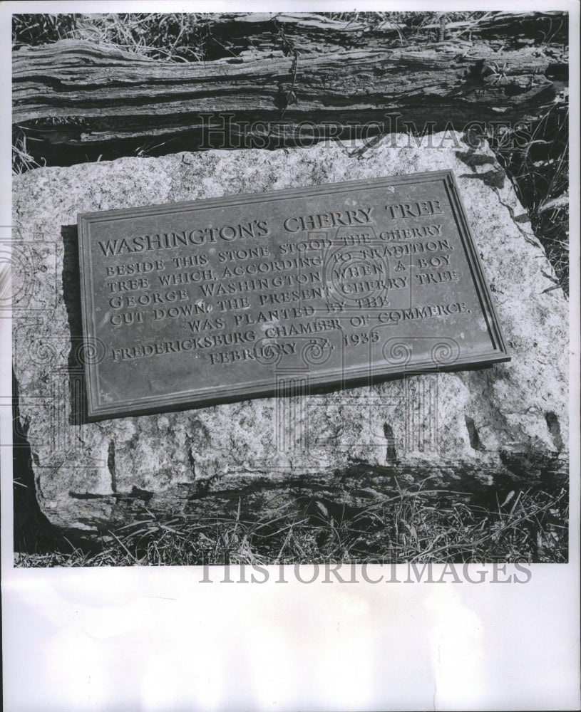 1955 Memorial to a Tree - Historic Images