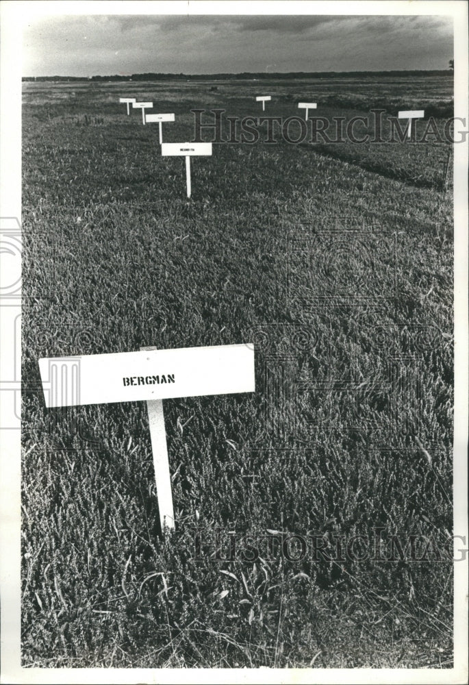 1978 Cranberry Vines Field Exhibit Warrens - Historic Images