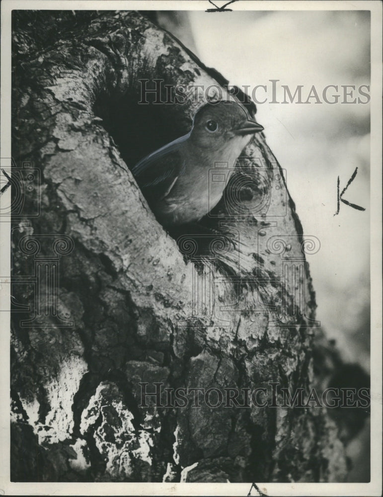 1941 Crested Flycatcher Bird - Historic Images