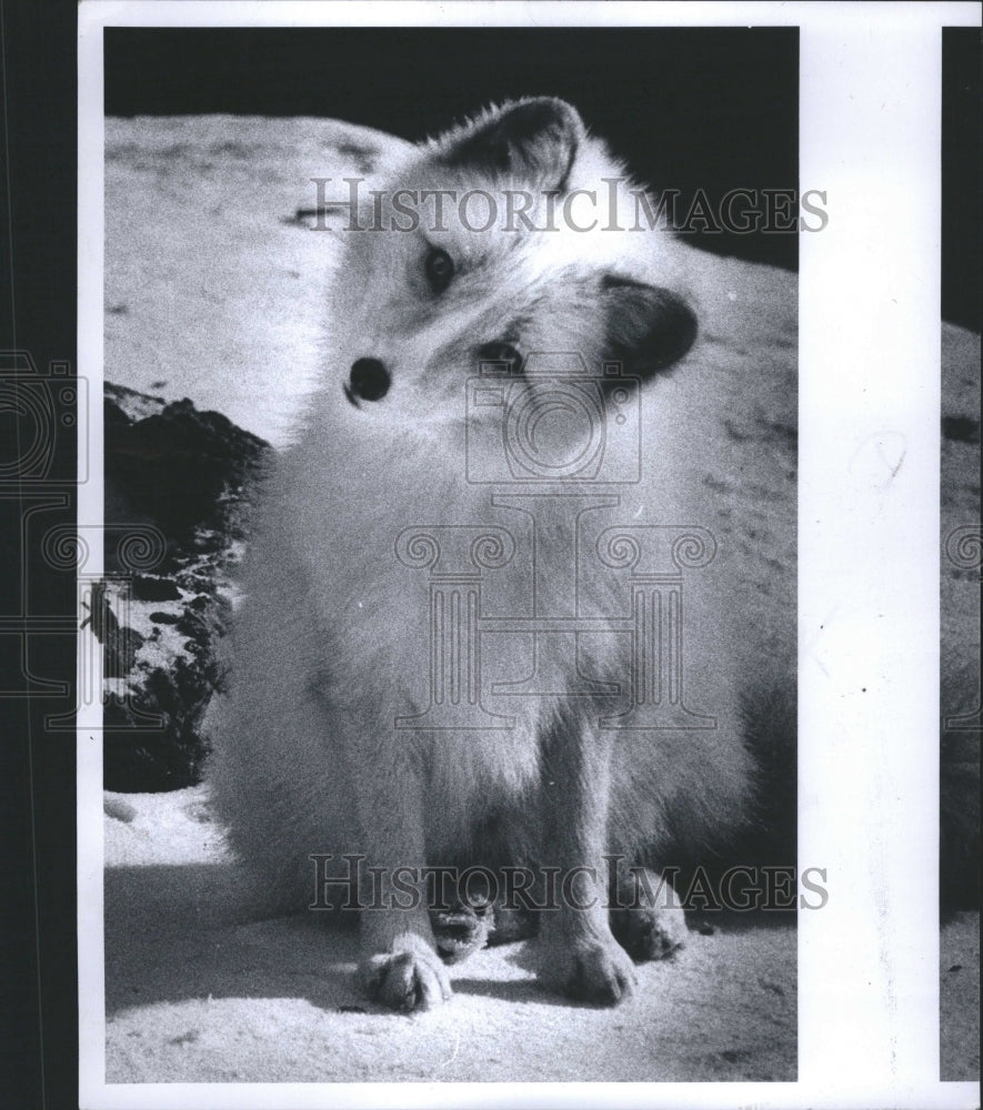 1979 A fox in the snow at Detroit Zoo - Historic Images