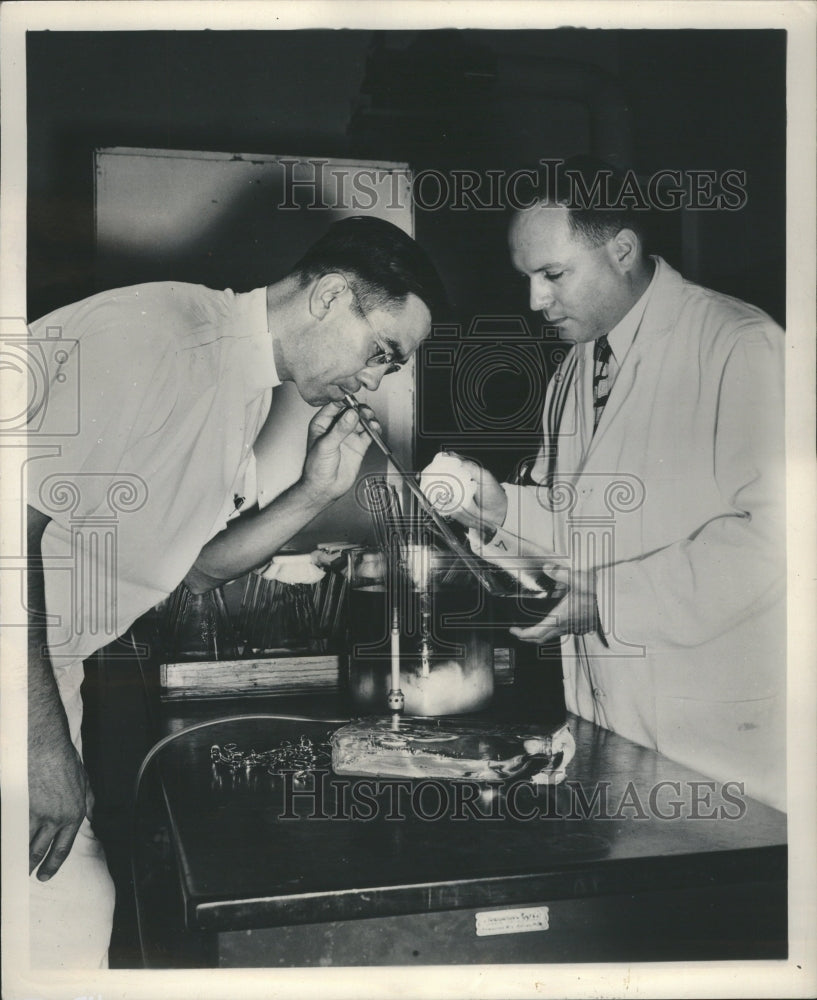 1948 Scientists transplant Chloromycetin - Historic Images