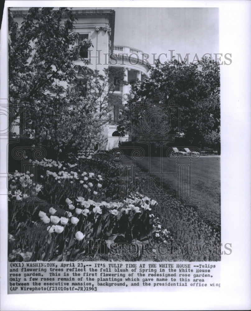 1963 White House Rose Garden - Historic Images
