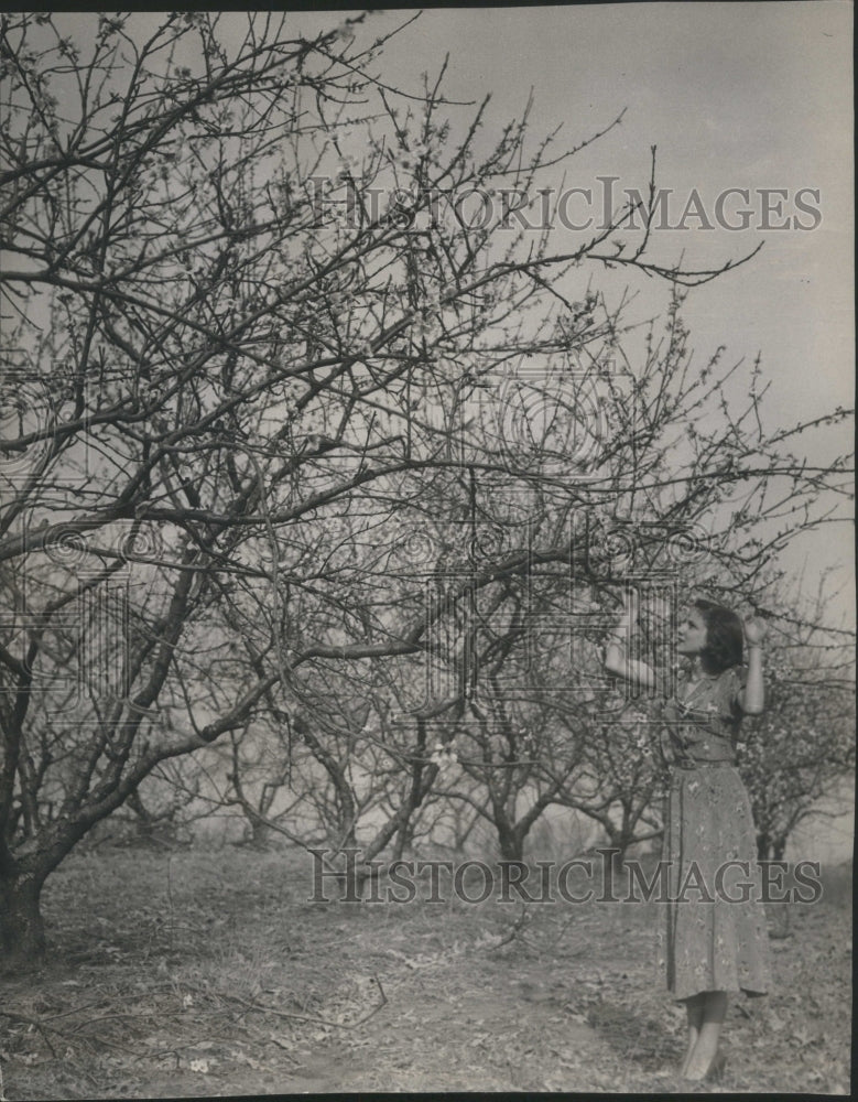 1949 Peach Trees Miss Idalee Spud Rose IL - Historic Images