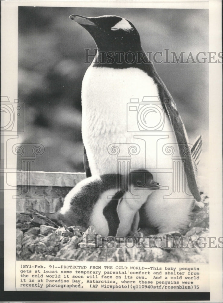 1975 Baby Penguin Shelter Cold Paradise Bay - Historic Images