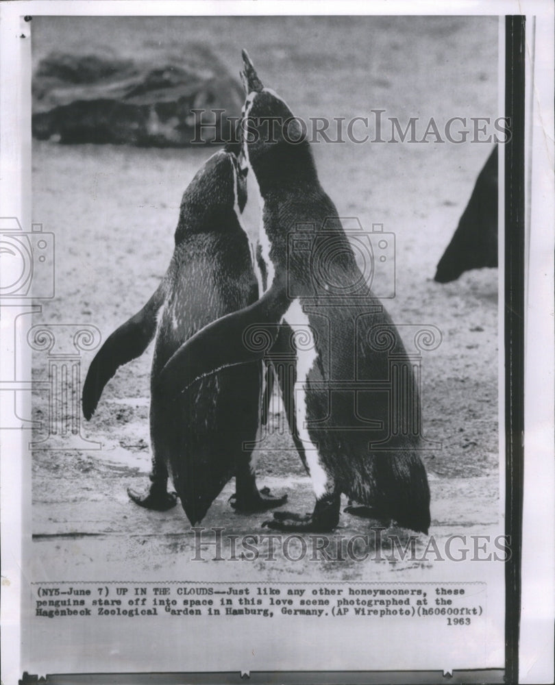 1963 Penguins Hagenbeck Zoological Garden - Historic Images