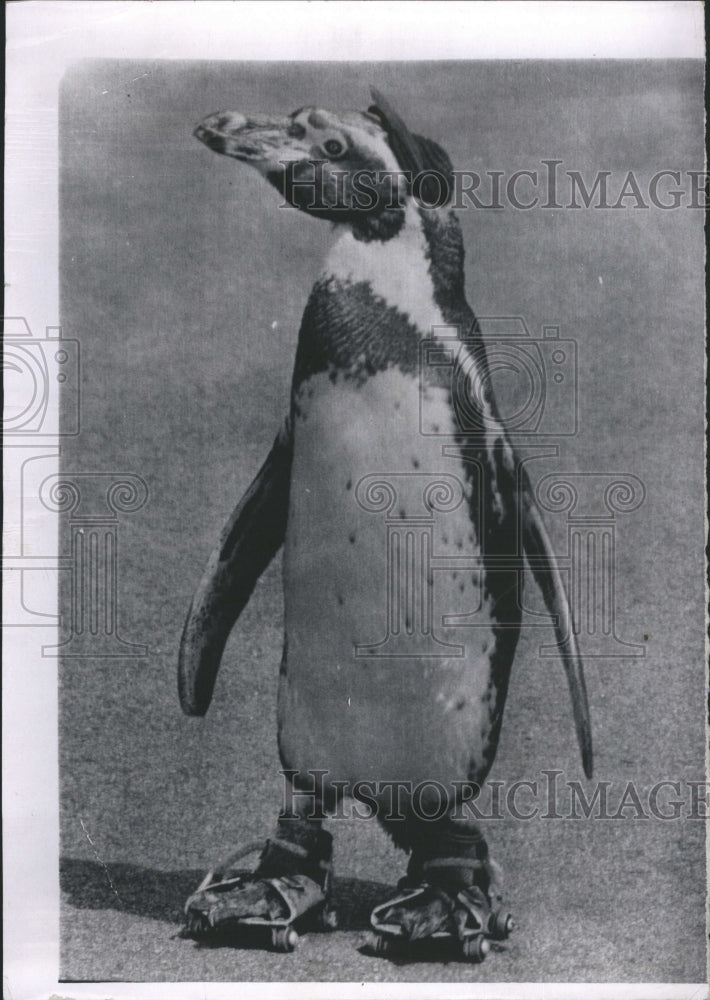 1963 Penguins Krill Fish Squid  Antarctica. - Historic Images