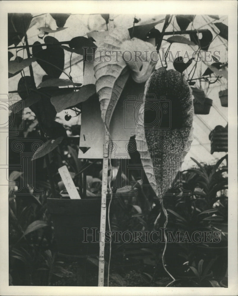 1932 Aristolochia grandifloraPelican Flower - Historic Images